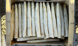 Les Asperges Perroteau - Asperges Blanches du Blayais IGP - catégorie 22/24- 5kg