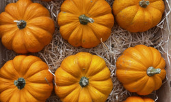 Domaine Reverchon - Courge Mini Jack Be Little  ( à farcir extra) Lot de 2