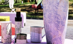 Chicorée Aceae - Pack Best-Seller – Les incontournables