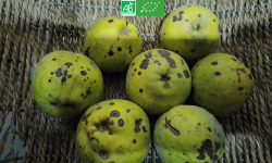 LES JARDINS DE KARINE - Coing à transformer - 1kg