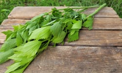 Le Pré de la Rivière - Bouquet de Livèche bio (herbe à "Maggi") - Origine France