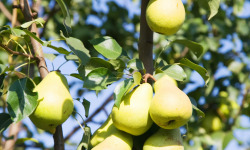 La Boite à Herbes - Poire Guyot bio - 2kg