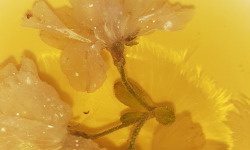 Rébecca les Jolies Fleurs - Infusion : Fleurs de Sakura