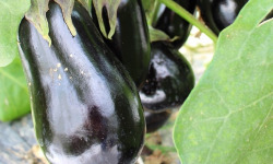 Maréchal Fraicheur - Aubergines - 5 kg