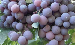 La Boite à Herbes - Raisin Cardinal 500 Gr
