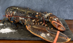 Fine de Cancale - Homard Breton - 600/800g 10KG