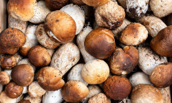 Naturélium - Cèpes – Cueillette sauvage en France, chair blanche et ferme, 1kg