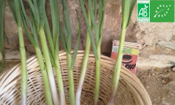 LES JARDINS DE KARINE - Ail frais de printemps en bottes (16 tiges) - 200g