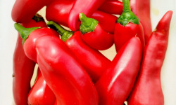 Nature et Saveurs - Ferme Aquaponique et Permacole Astérienne - Piment Goria – Le piment doux qui enflamme les assiettes