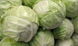 Nature et Saveurs - Ferme Aquaponique et Permacole Astérienne - Chou cabus blanc – La rondeur croquante de l’automne