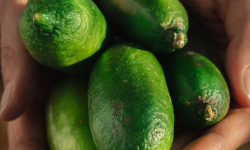 Maison Gannac - Citron caviar BIO (faustrime)