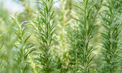 Naturélium - Romarin sauvage - botte de 100g