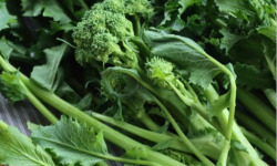 Nature et Saveurs - Ferme Aquaponique et Permacole Astérienne - Broccoletto – Cima di rapa jeune, caractère gastronomique