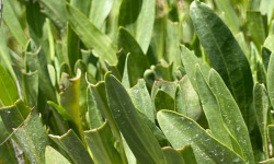 Rivesaline - Terre Saline - Aster Maritime Bio 500g
