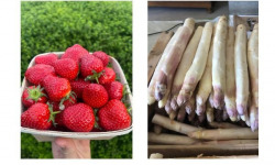Domaine Reverchon - Lot : 2kg Asperge blanche + 1kg fraise Clery