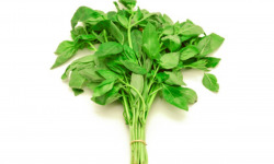 Les Herbes du Roussillon - Basilic Frais