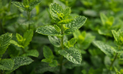Maison Argentain - Menthe Verte - 70g