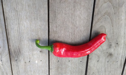 HERBA HUMANA - Piment frais Frigitello type Padrón 50g