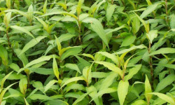 Nature et Saveurs - Ferme Aquaponique et Permacole Astérienne - Coriandre vietnamienne fraîche – L’exotique au parfum citronné