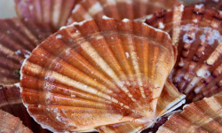 La Paysanne des Mers - Coquilles Saint-Jacques vivantes - 3kg