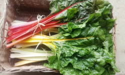 Nature et Saveurs - Ferme Aquaponique et Permacole Astérienne - Blette à carde (poiré) – feuillage tendre et côtes charnues