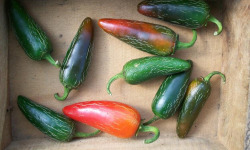 SCEA HERBA HUMANA - Piment frais Jalapenos