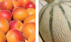 Domaine Reverchon - 5KG Abricot du Vaucluse + 5KG de Melon du Vaucluse
