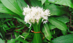 L'herbandine - Ail des ours - Fleurs - Bouquet