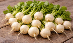 Nature et Saveurs - Ferme Aquaponique et Permacole Astérienne - Navet polaire – chair blanche, douceur et précision culinaire