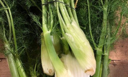 ChâteauFer - Fenouil jeune botte