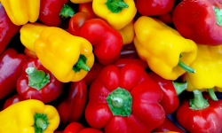 Nature et Saveurs - Ferme Aquaponique et Permacole Astérienne - Petits poivrons gourmands : couleurs et saveurs
