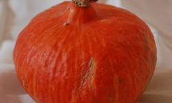 Les Jardins de Mondpa - courge potimarron