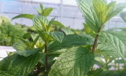 Nature et Saveurs - Ferme Aquaponique et Permacole Astérienne - Menthe Astérienne - 100g