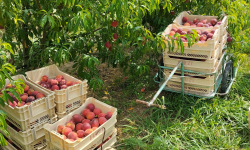 Massot Delphine et Garrigue Marc - Peches et/ou nectarines du Roussillon BIO pour jus, confiture ou compote