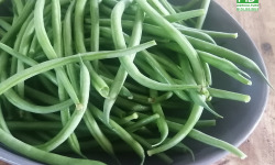 Ferme de Carcouet - Haricots Verts Bio - 1 kg