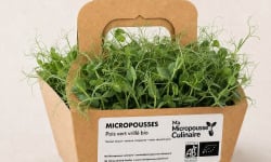 Ma Micropousse culinaire - Micro-pousses bio de pois vert – 16 barquettes