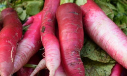 ChâteauFer - Radis d'hiver - China rose - Sachet 500g