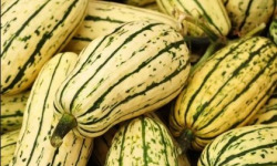 Les Jardins de Mondpa - courge bush délicata