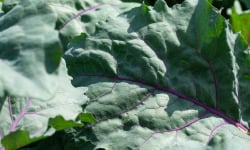 Nature et Saveurs - Ferme Aquaponique et Permacole Astérienne - Chou-Rave Vert Jeunes Feuilles 50g