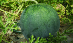La Boite à Herbes - Mini Pastèque - 1,3kg