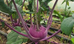 La Ferme de Goas Per - Chou rave bio - 3 pièce