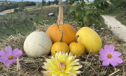 Ferme Sinsac - [Précommande] Panier découverte des courges anciennes 3kg