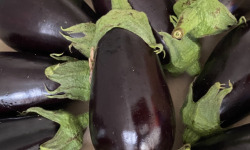 Des Poules et des Vignes à Bourgueil - Aubergine du jardin