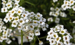 Nature et Saveurs - Ferme Aquaponique et Permacole Astérienne - Alysse Snow Princess – Fleur comestible