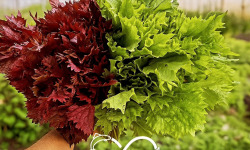Nature et Saveurs - Ferme Aquaponique et Permacole Astérienne - Shiso vert & shiso pourpre – Feuilles gastronomiques fraîches