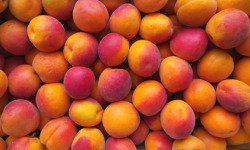 Vergers des brunots - Abricots IGP des Baronnies - 10 kg