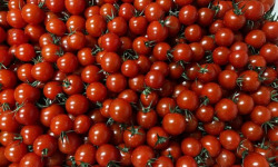 Agriloops - Tomates cerises rondes – Poly 2 kg