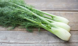 Nature et Saveurs - Ferme Aquaponique et Permacole Astérienne - Mini fenouil – fraîcheur anisée et finesse gastronomique