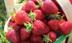 Domaine Reverchon - Fraise Cléry du Vaucluse 3kg
