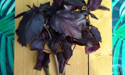 Nature et Saveurs - Ferme Aquaponique et Permacole Astérienne - Basilic pourpre — aromate frais de la ferme